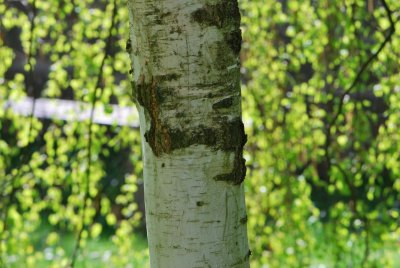 Betula pendula 'Youngii' - bříza bělokorá 'Youngii' - kmen